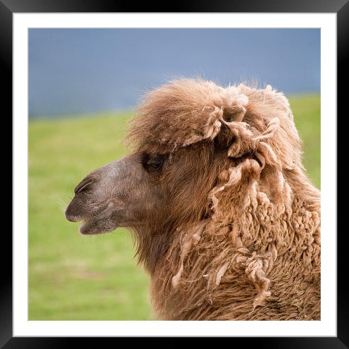 Sleepy Bactrian camel close up Framed Mounted Print by Linda More
