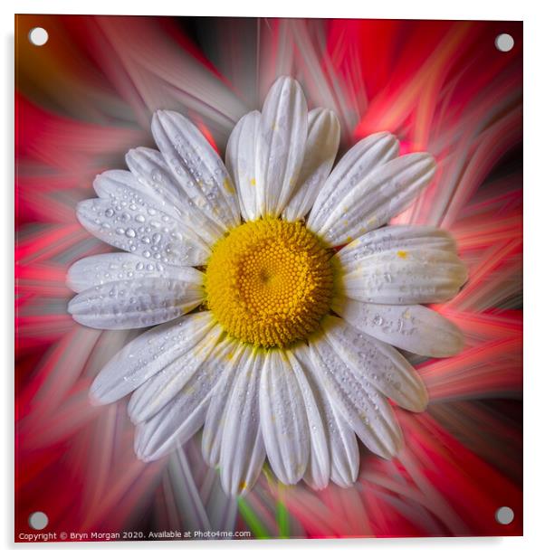 Ox eye daisy Acrylic by Bryn Morgan