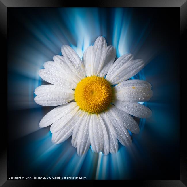 Ox eye daisy Framed Print by Bryn Morgan