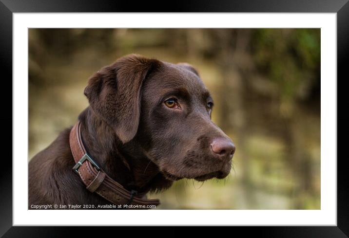 Chocolate Labrador. Framed Mounted Print by Ian Taylor