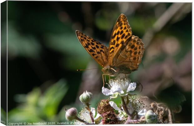 Butterfly - Silver Washed Fritillary Canvas Print by Joy Newbould
