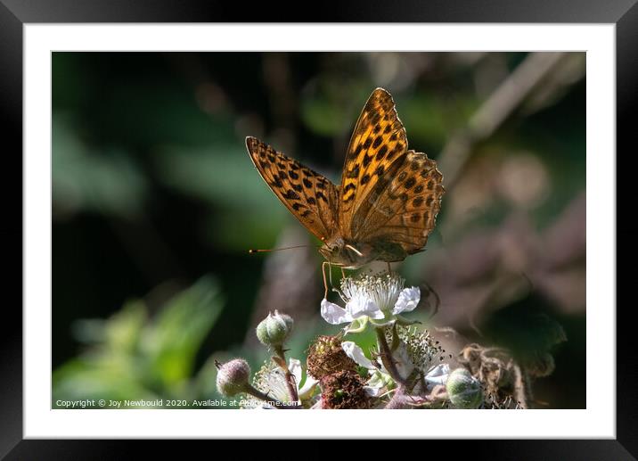 Butterfly - Silver Washed Fritillary Framed Mounted Print by Joy Newbould