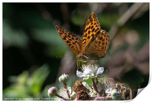 Butterfly - Silver Washed Fritillary Print by Joy Newbould