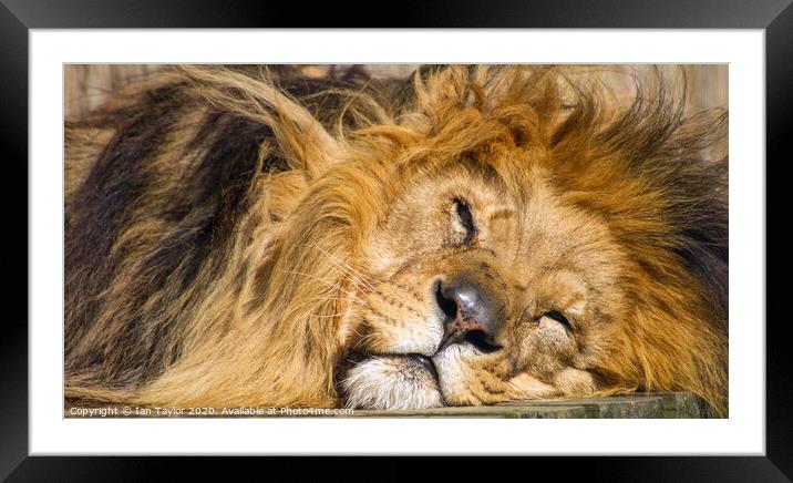 Lazy days. Framed Mounted Print by Ian Taylor