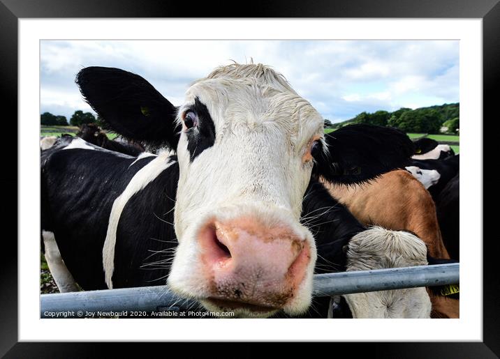 Cow Close Up Framed Mounted Print by Joy Newbould