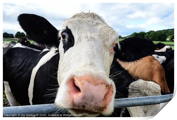 Cow Close Up Print by Joy Newbould