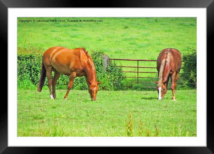 Horses Grazing in Warwicksire Framed Mounted Print by Laurence Tobin