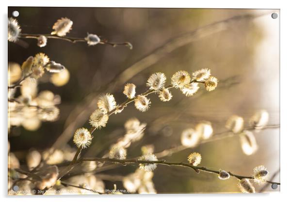Salix Cuprea blossom  Acrylic by Joy Newbould
