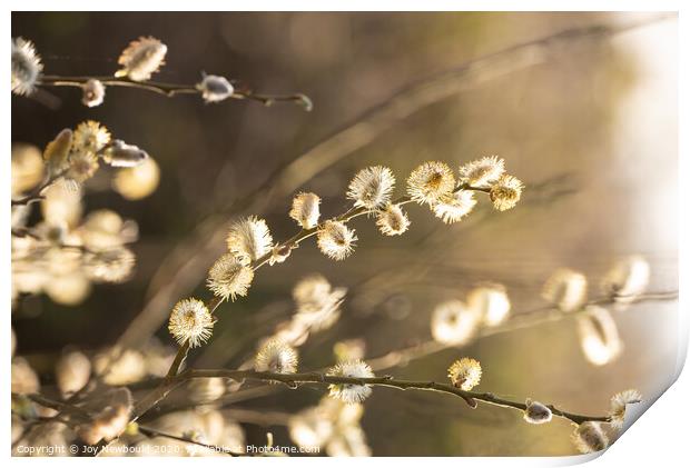 Salix Cuprea blossom  Print by Joy Newbould