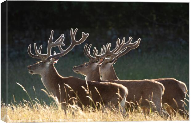 Stags in a line Canvas Print by Joy Newbould