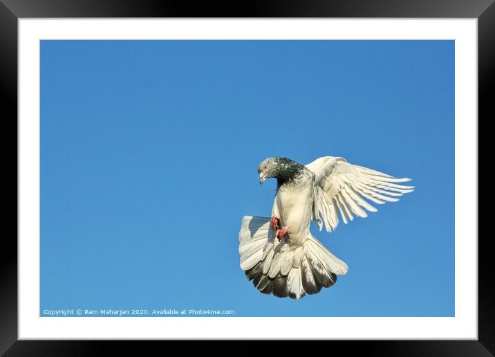 Pigeon Flight Framed Mounted Print by Ram Maharjan