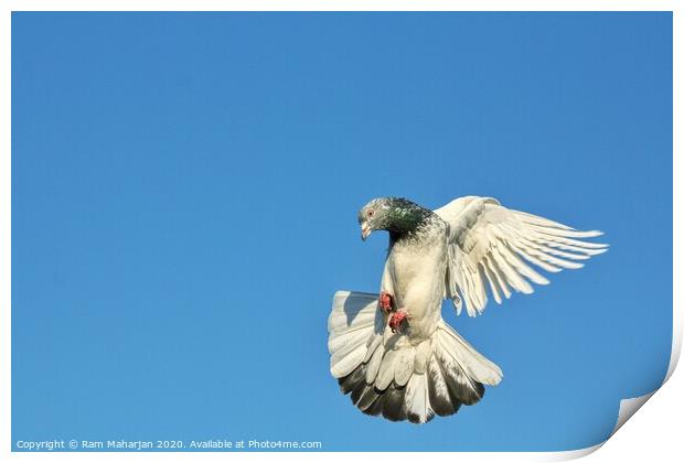 Pigeon Flight Print by Ram Maharjan