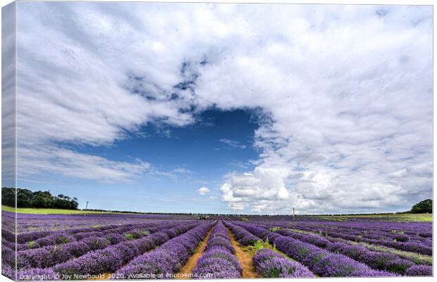 Lavender Field in Norfolk Canvas Print by Joy Newbould
