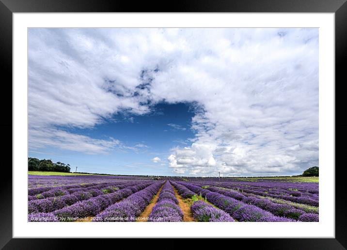 Lavender Field in Norfolk Framed Mounted Print by Joy Newbould