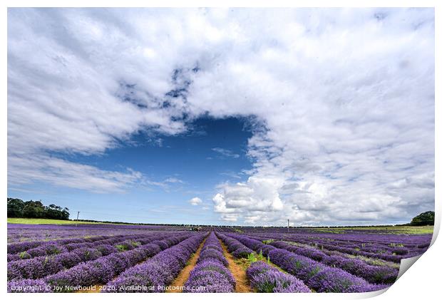 Lavender Field in Norfolk Print by Joy Newbould