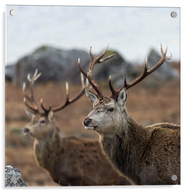 Red Deer Stags in Scotland Acrylic by Derek Beattie