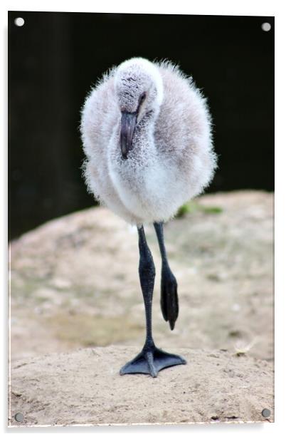 Baby Chilean Flamingo Acrylic by Susan Snow