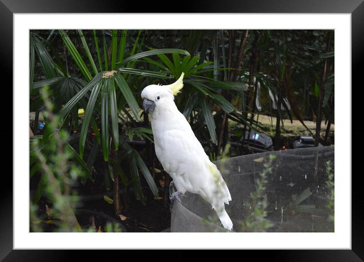 Outdoor ,Taken at Bloedel Conservatory, queen Eliz Framed Mounted Print by Ali asghar Mazinanian
