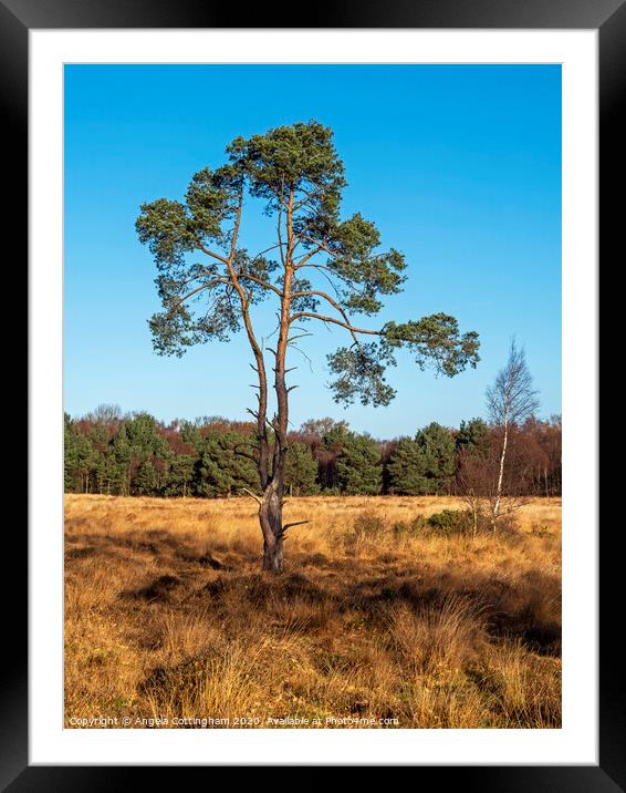 Pine Tree at Skipwith Common Framed Mounted Print by Angela Cottingham
