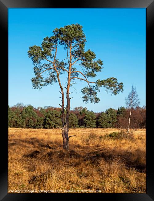 Pine Tree at Skipwith Common Framed Print by Angela Cottingham