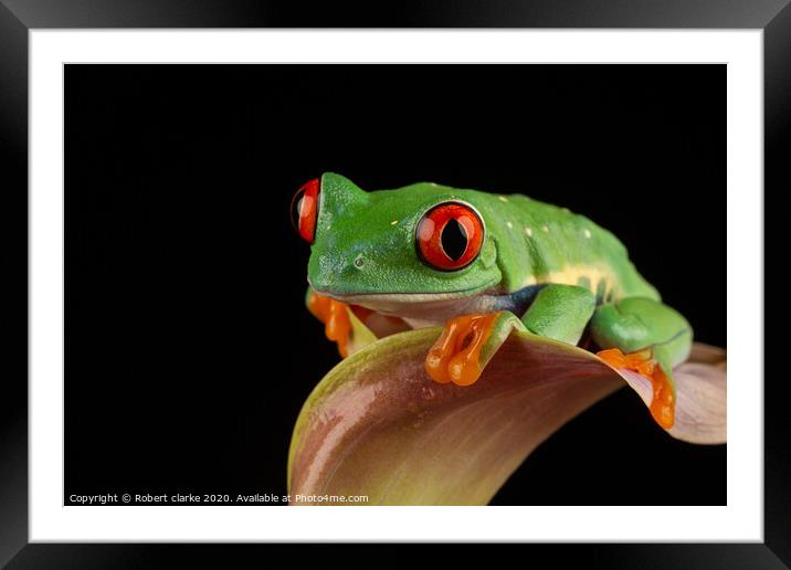 Red Eye Tree Frog Framed Mounted Print by Robert clarke