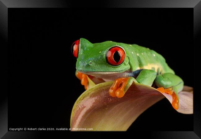 Red Eye Tree Frog Framed Print by Robert clarke