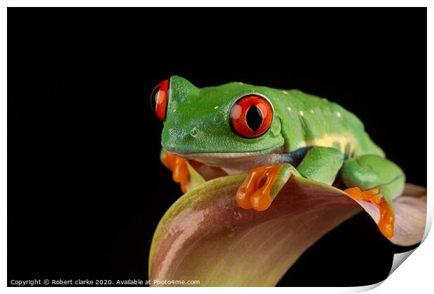 Red Eye Tree Frog Print by Robert clarke