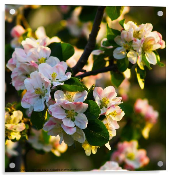 Apple Blossom Acrylic by Steven Watson