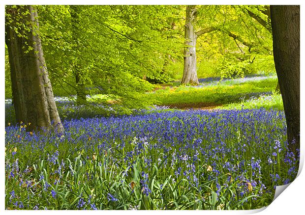 Spring in the Woods Print by Trevor Kersley RIP