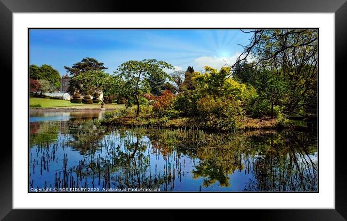 Reflections at Thorp Perrow lake Framed Mounted Print by ROS RIDLEY