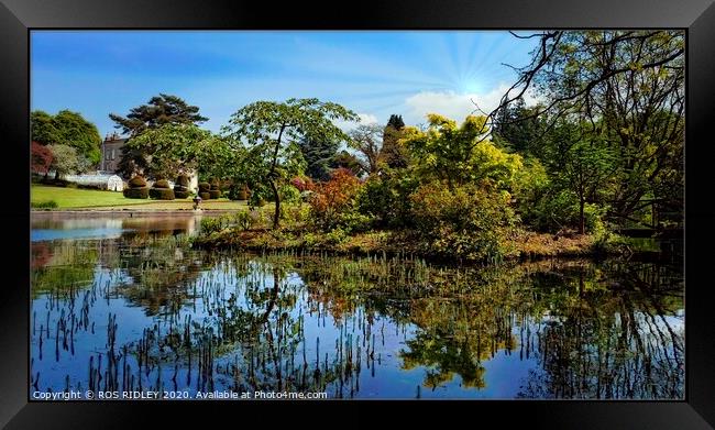 Reflections at Thorp Perrow lake Framed Print by ROS RIDLEY