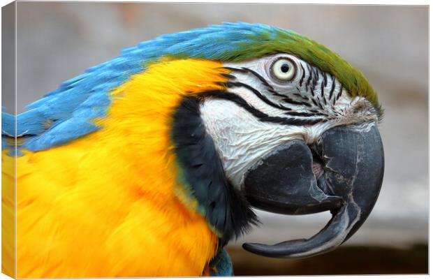 Blue and Gold Macaw Parrot Canvas Print by Susan Snow