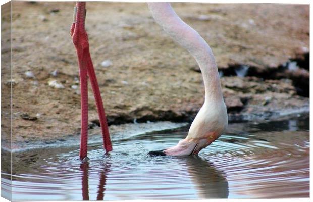 Thirsty Flamingo Canvas Print by Susan Snow