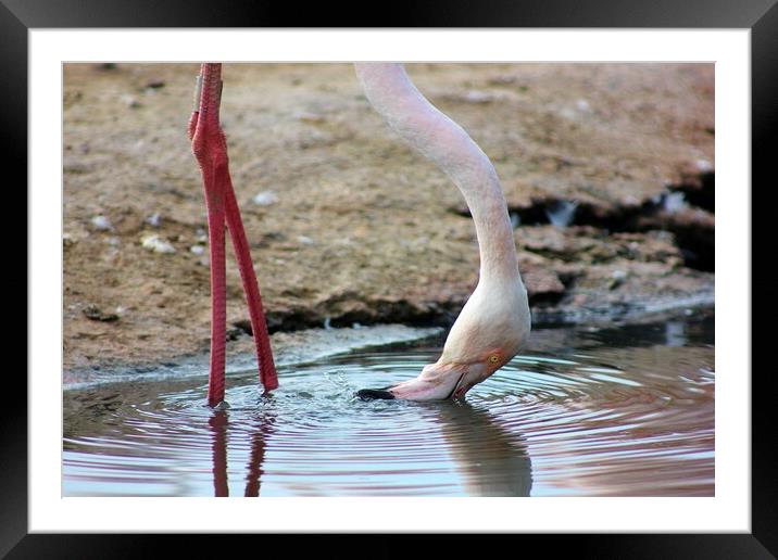 Thirsty Flamingo Framed Mounted Print by Susan Snow