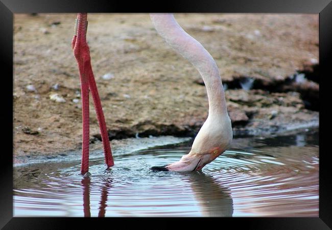 Thirsty Flamingo Framed Print by Susan Snow