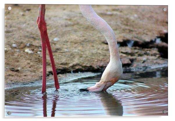 Thirsty Flamingo Acrylic by Susan Snow