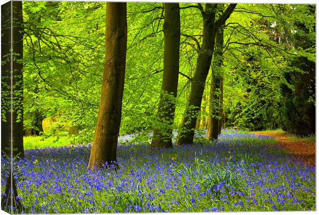 Bluebells in Spring Canvas Print by Trevor Kersley RIP