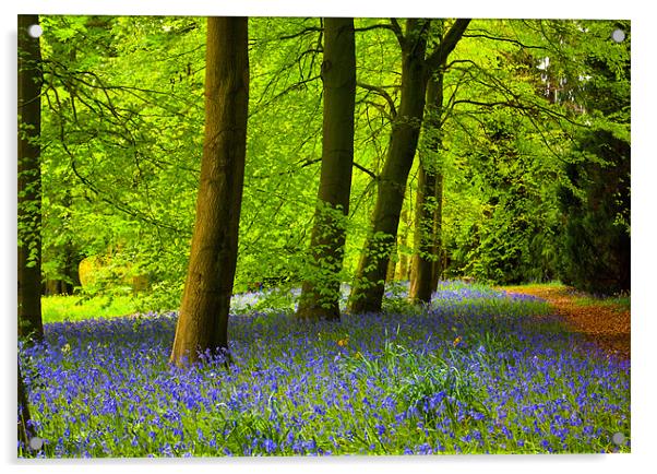 Bluebells in Spring Acrylic by Trevor Kersley RIP