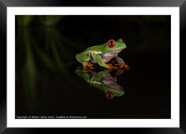Red Eye Tree Frog Reflection Framed Mounted Print by Robert clarke