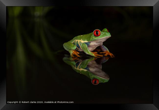 Red Eye Tree Frog Reflection Framed Print by Robert clarke
