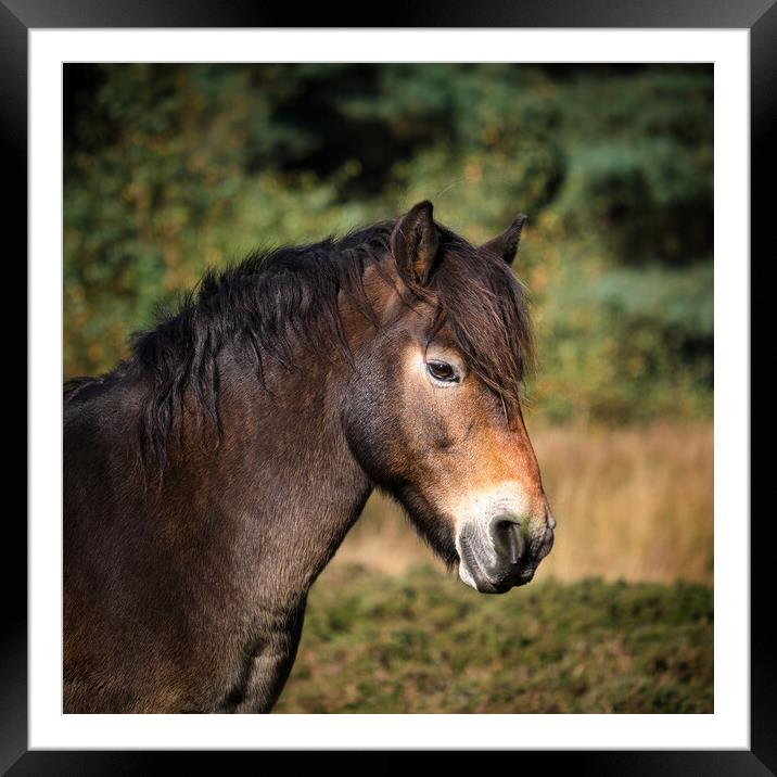 Wild Horse Framed Mounted Print by Dan Ward
