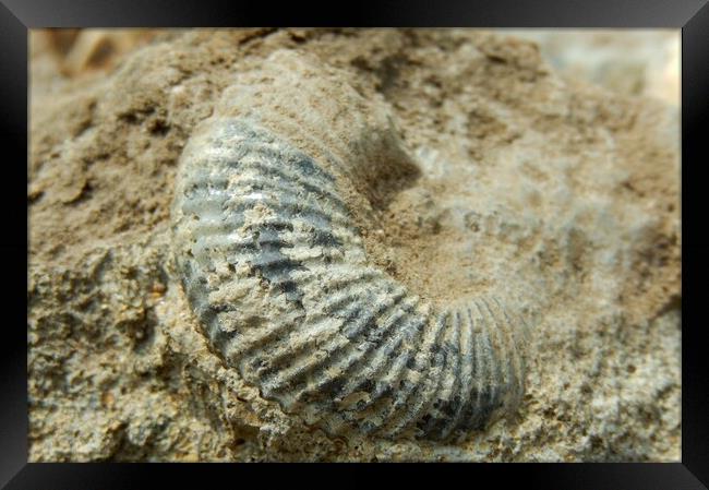 Ammonite at South Cerney Framed Print by Susan Snow