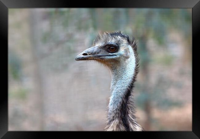 Emu Framed Print by Susan Snow