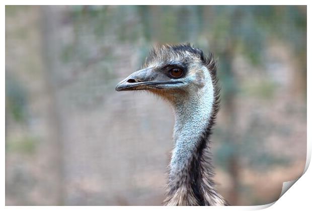 Emu Print by Susan Snow