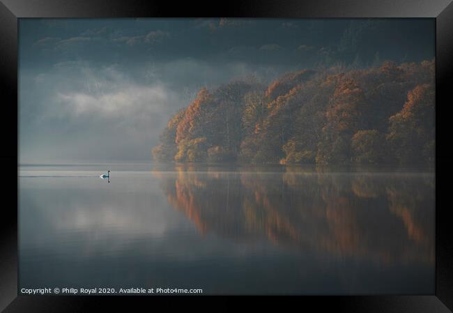 Loweswater Swan and Autumn Mist, Lake District Framed Print by Philip Royal