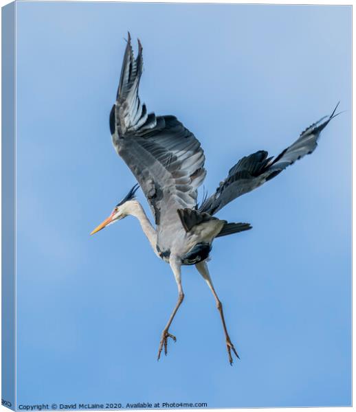 Grey Heron Flying Canvas Print by David McLaine