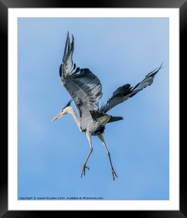 Grey Heron Flying Framed Mounted Print by David McLaine