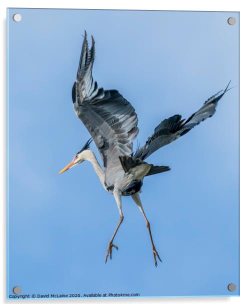 Grey Heron Flying Acrylic by David McLaine