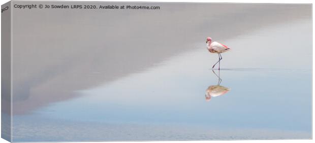 Serene  Flamingo Canvas Print by Jo Sowden