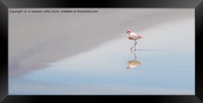 Serene  Flamingo Framed Print by Jo Sowden
